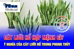 Cây lưỡi hổ hợp mệnh gì? Ý nghĩa của cây lưỡi hổ trong phong thủy