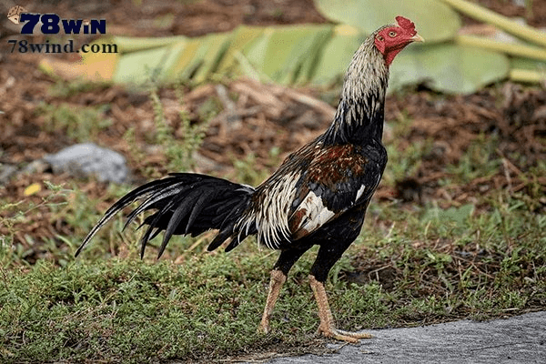 Gà chọi Thái Lan nổi tiếng trong giới đá gà