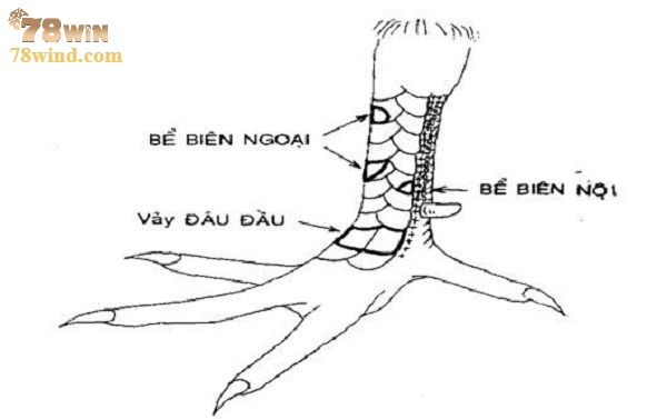 Vảy bể biên nội