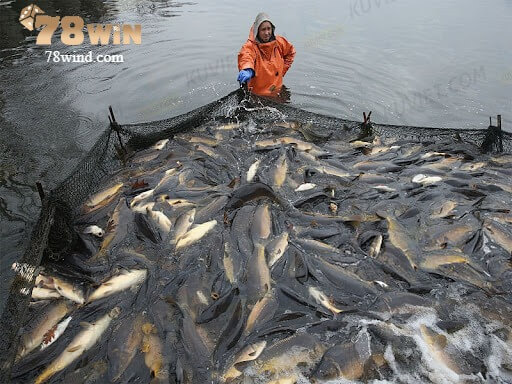 Mơ thấy cá lóc do bạn bắt được là một điềm tốt