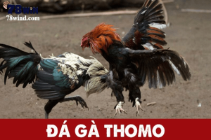 Những thông tin cần biết về đá gà thomo anh em nên chú ý