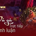 Có nên xem đá gà trực tiếp bình luận hay không? Tại sao?