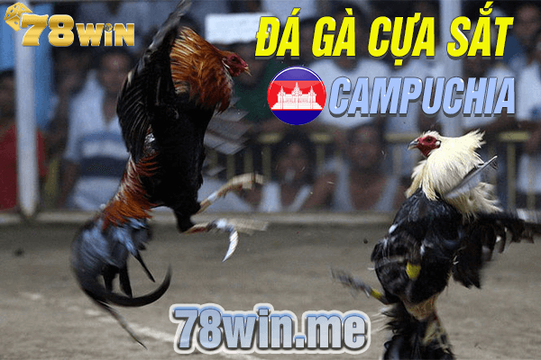 Chơi đá gà cựa sắt Campuchia ở đâu uy tín nhất?