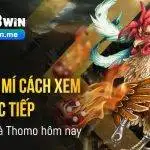 Bật mí cách xem trực tiếp đá gà Thomo hôm nay