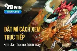 Bật mí cách xem trực tiếp đá gà Thomo hôm nay