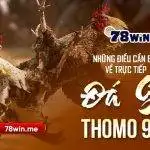 Những điều cần biết về trực tiếp đá gà Thomo 999