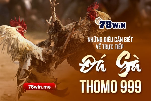 Những điều cần biết về trực tiếp đá gà Thomo 999