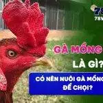 Gà mồng vua là gì? Có nên nuôi gà mồng vua để chọi?