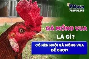 Gà mồng vua là gì? Có nên nuôi gà mồng vua để chọi?