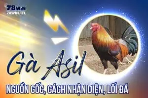 Gà Asil: Nguồn gốc, cách nhận diện, lối đá