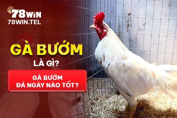 Gà bướm là gì? Gà bướm đá ngày nào tốt?